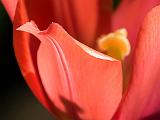 Red Tulip Closeup_DSCF02124